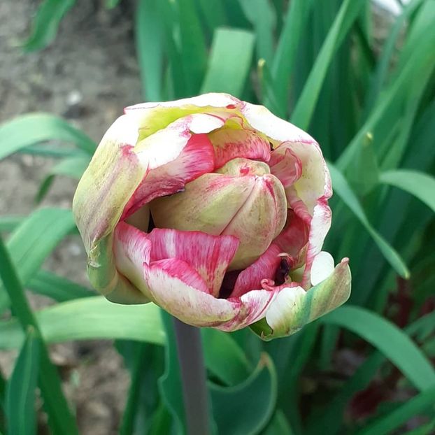  - 002Flori de primăvară 2021