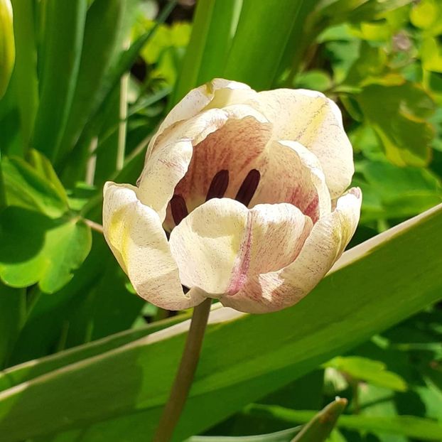  - 002Flori de primăvară 2021