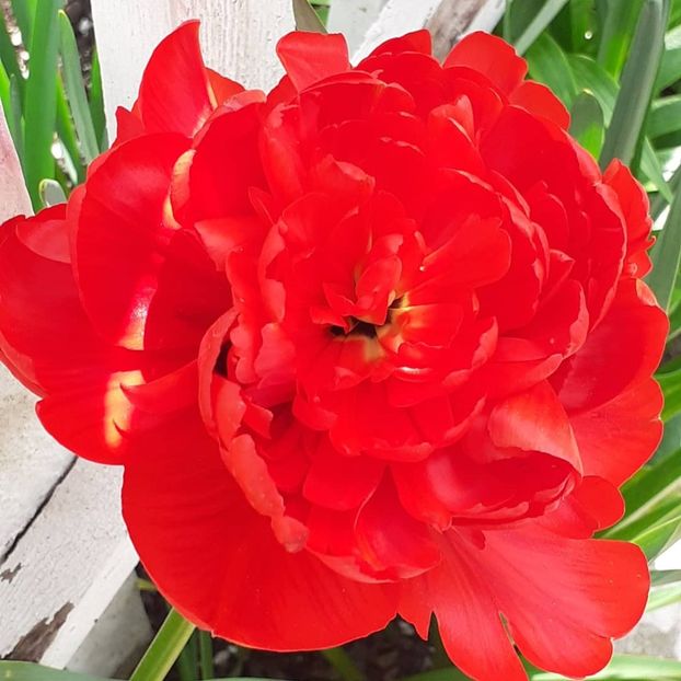  - 002Flori de primăvară 2021