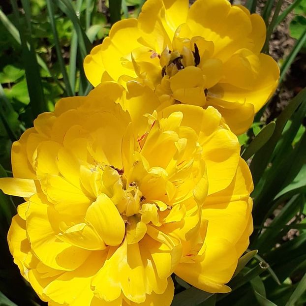  - 002Flori de primăvară 2021