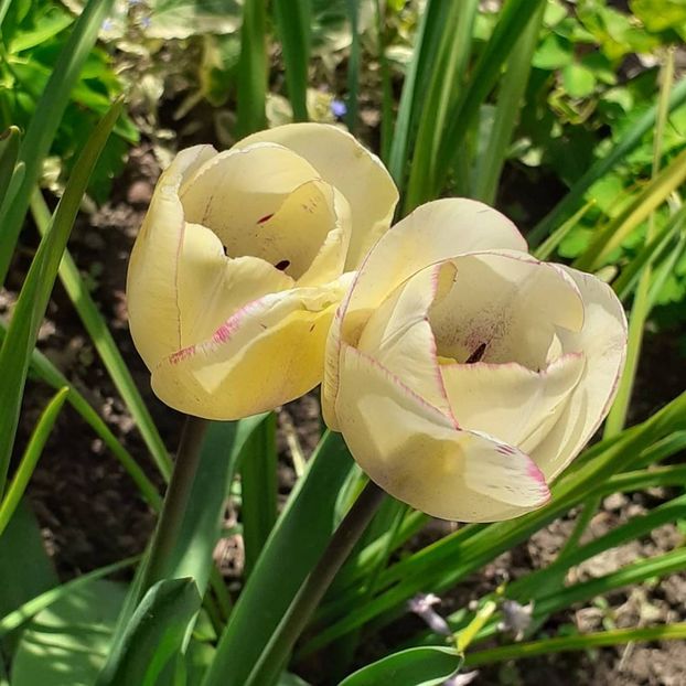  - 002Flori de primăvară 2021