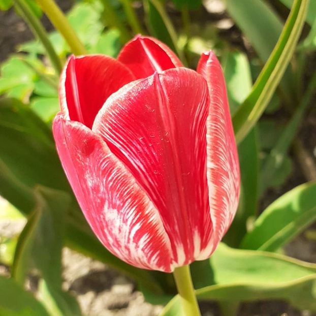  - 002Flori de primăvară 2021