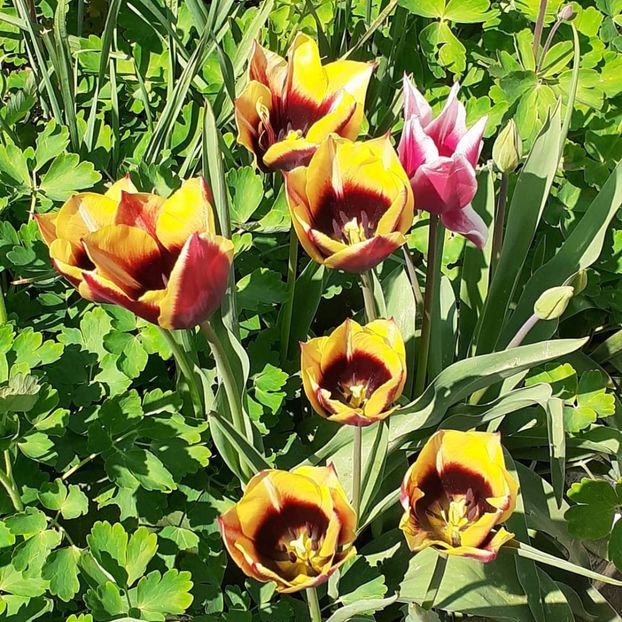  - 002Flori de primăvară 2021