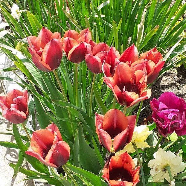  - 002Flori de primăvară 2021