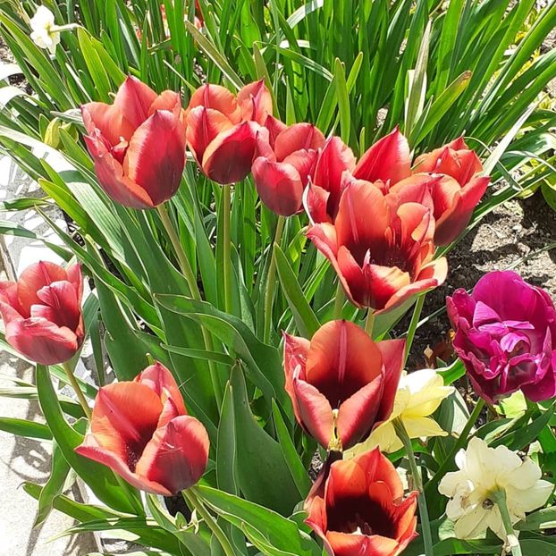  - 002Flori de primăvară 2021