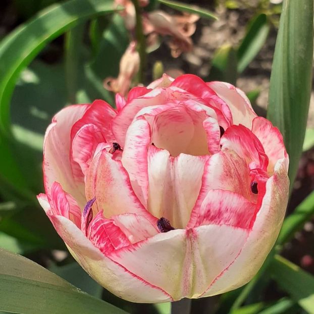  - 002Flori de primăvară 2021