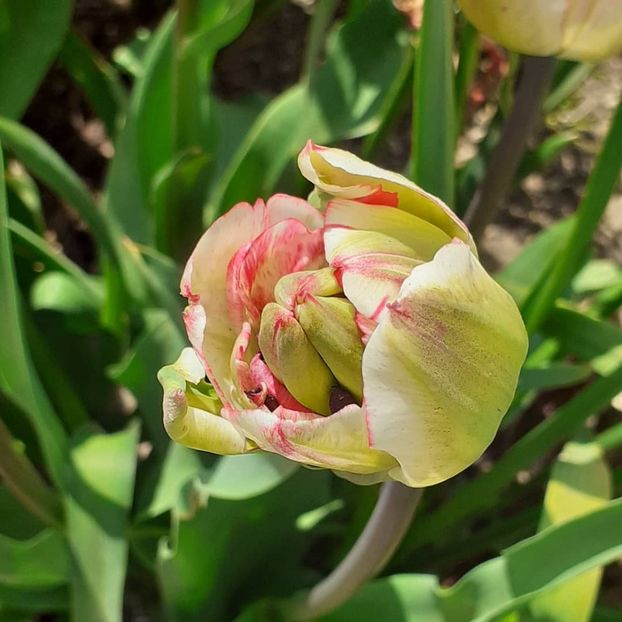  - 002Flori de primăvară 2021