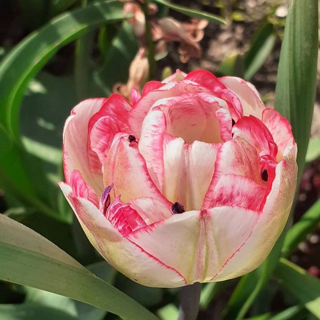  - 002Flori de primăvară 2021