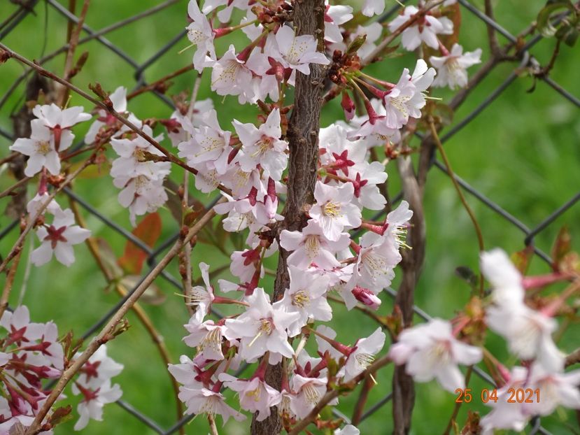 prunus Ruby - z-Dobarland 2021