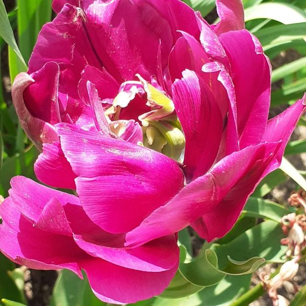  - 002Flori de primăvară 2021