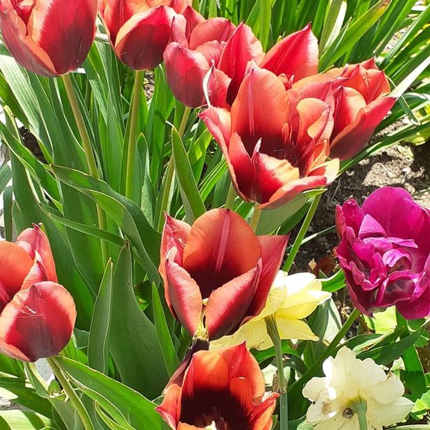  - 002Flori de primăvară 2021