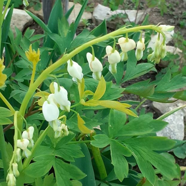  - 002Flori de primăvară 2021