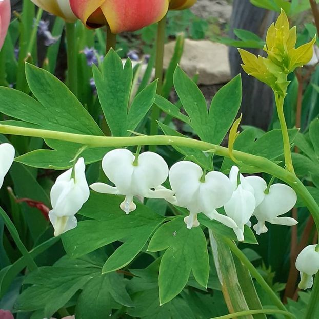  - 002Flori de primăvară 2021