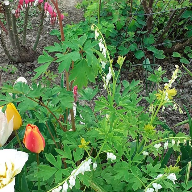  - 002Flori de primăvară 2021