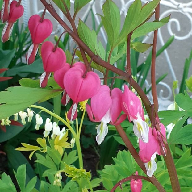  - 002Flori de primăvară 2021