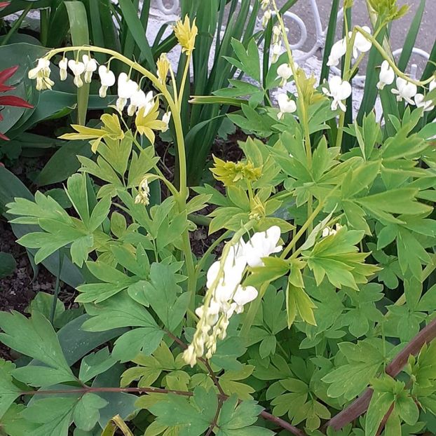  - 002Flori de primăvară 2021