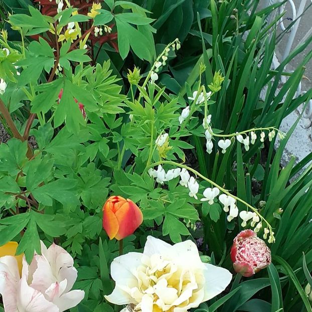  - 002Flori de primăvară 2021