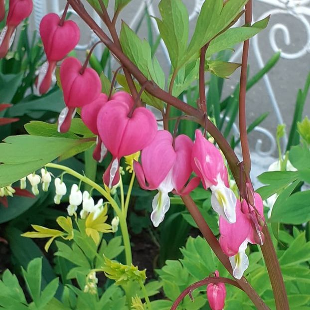  - 002Flori de primăvară 2021