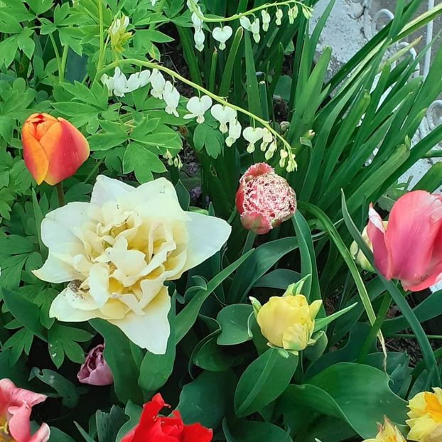  - 002Flori de primăvară 2021