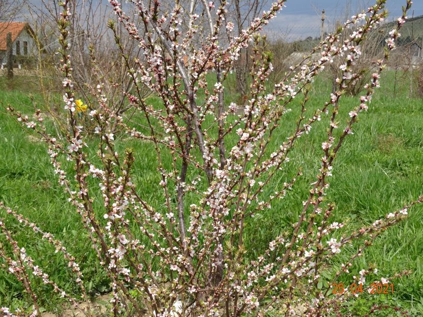 prunus tomentosa - z-Dobarland 2021