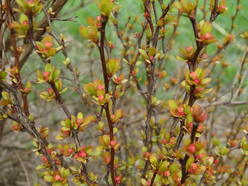 berberis Maria - z-Dobarland 2021
