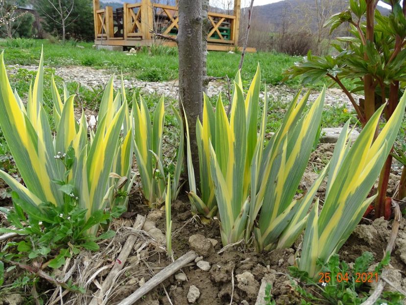 iris pallida variegata - Irisi si bujori 2021