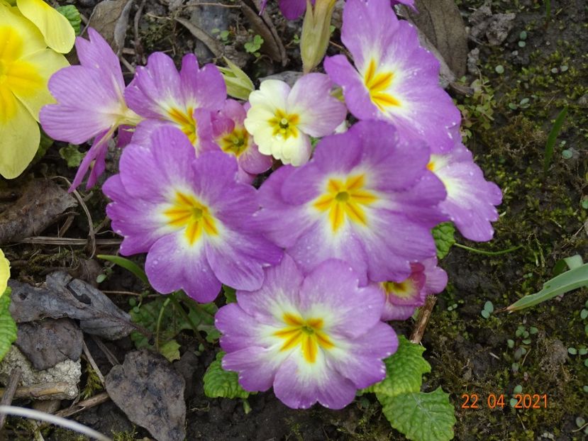  - Primule 2021