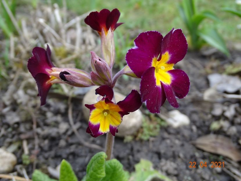  - Primule 2021
