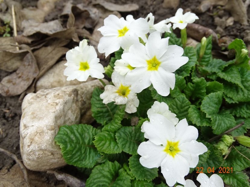  - Primule 2021