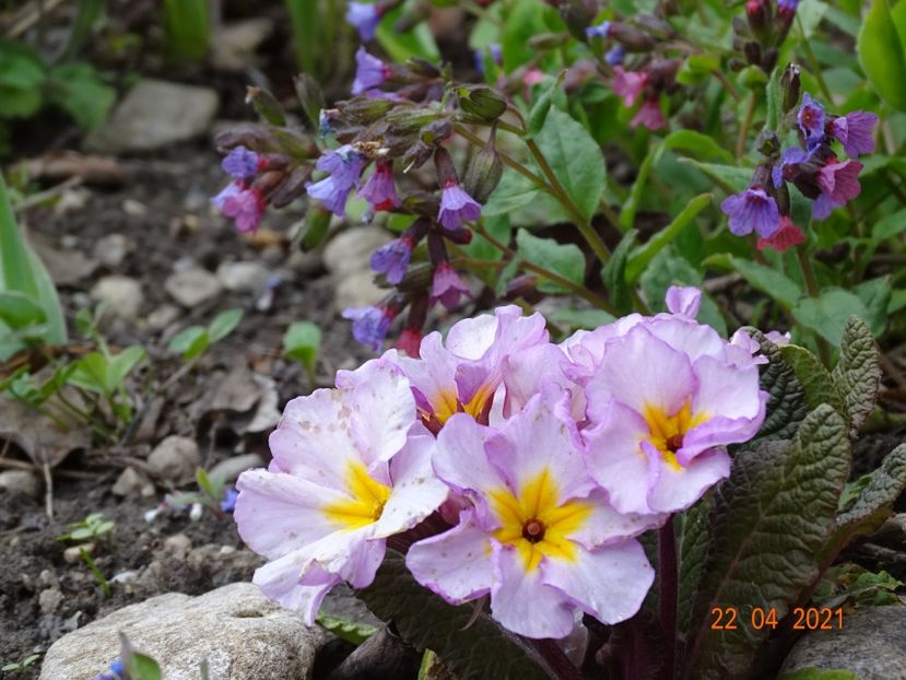  - Primule 2021