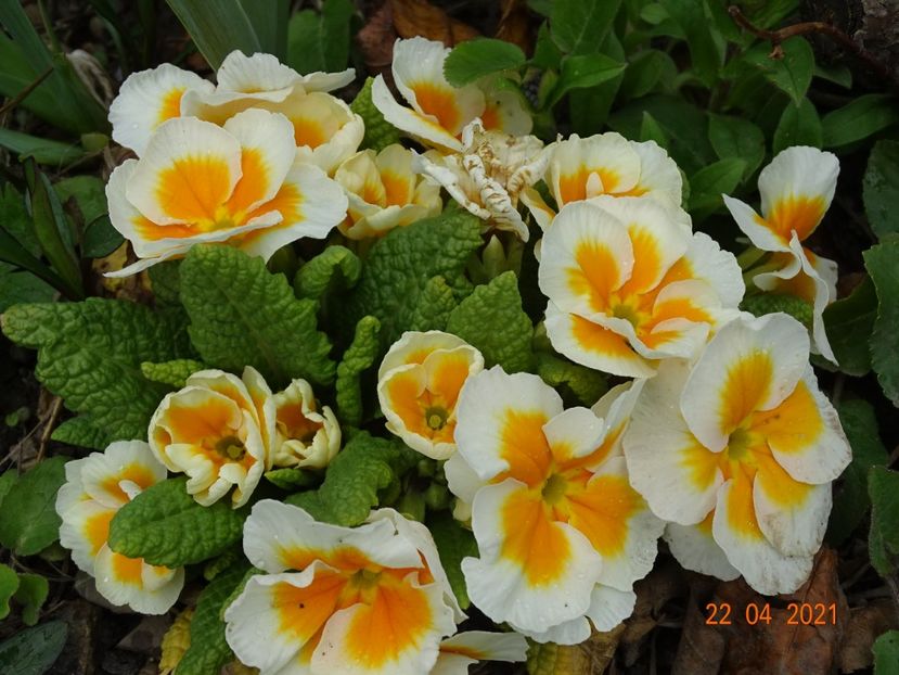  - Primule 2021