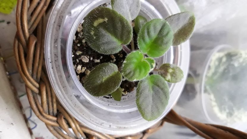  - Mac s Smoldering Sapphire zzz