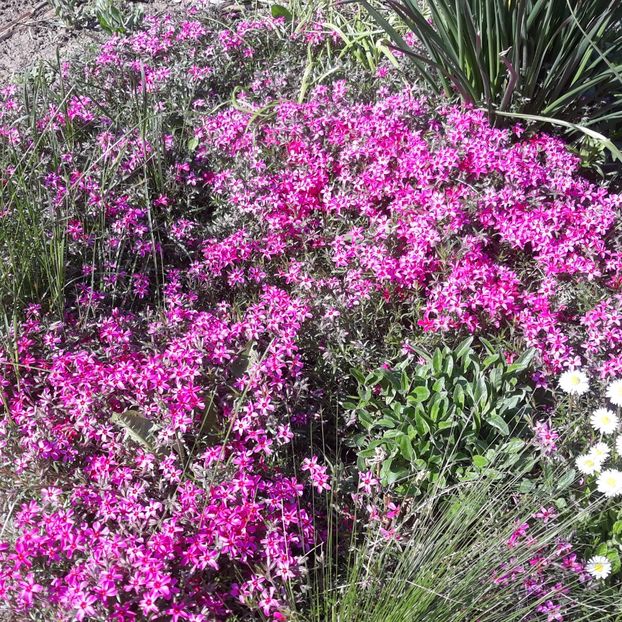  - Flori de grădină-2021