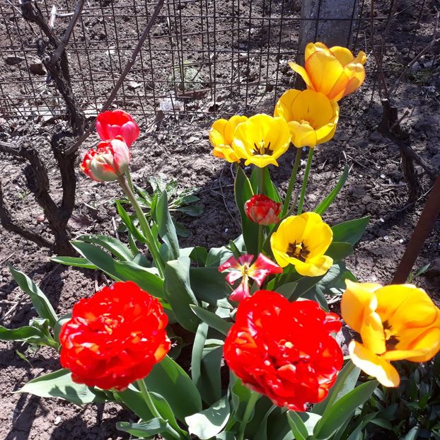  - Flori de grădină-2021