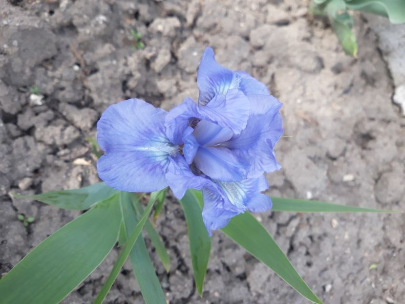 BLUE DENIM - disponibil irisi