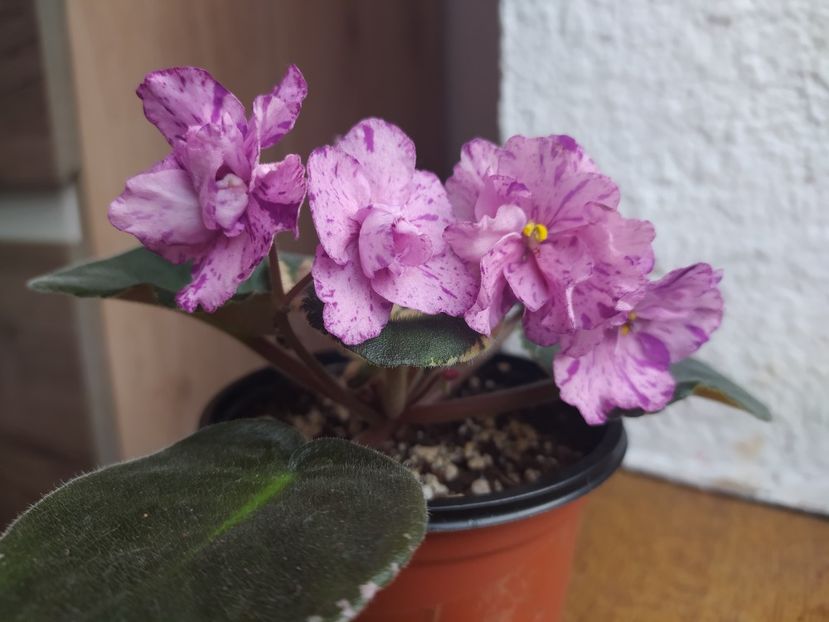 februarie 2021 - Buckeye Evermore Freckles