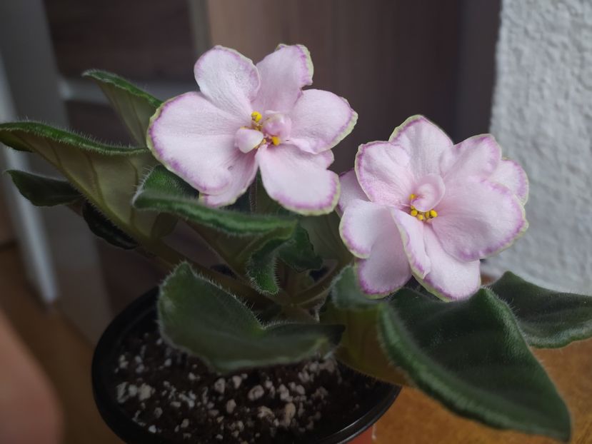 februarie 2021 - Looking Glass