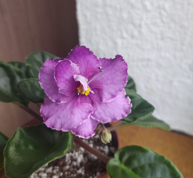 februarie 2021 - Ultra Violet Nebula