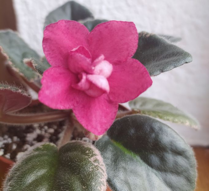 februarie 2021 - Red Sun Rising