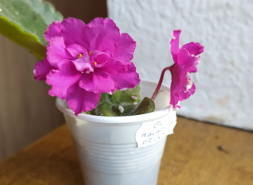 februarie 2021 - ZZZ_EK Malachitovaya Orchidea