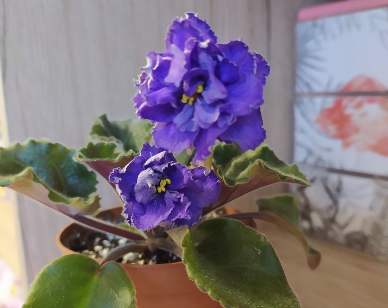 februarie 2021 - ZZZ____LIK Tverskie Uzori