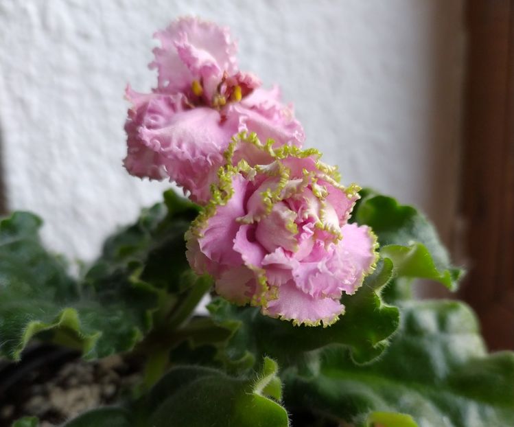 februarie 2021 - Zzz___LE Usi Pusi OUT