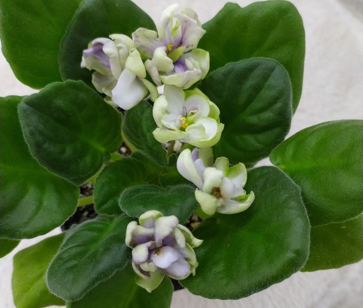 februarie 2021 - ZZZ_TV Dikaya Sliva sau Wild Plum