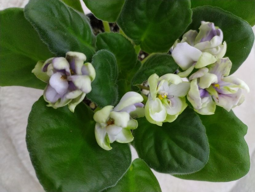 februarie 2021 - ZZZ_TV Dikaya Sliva sau Wild Plum