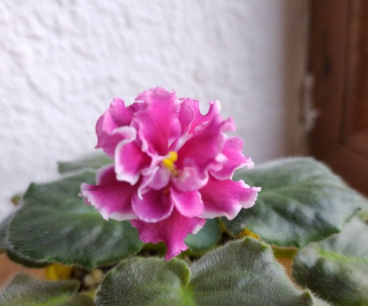 februarie 2021 - Amadeus