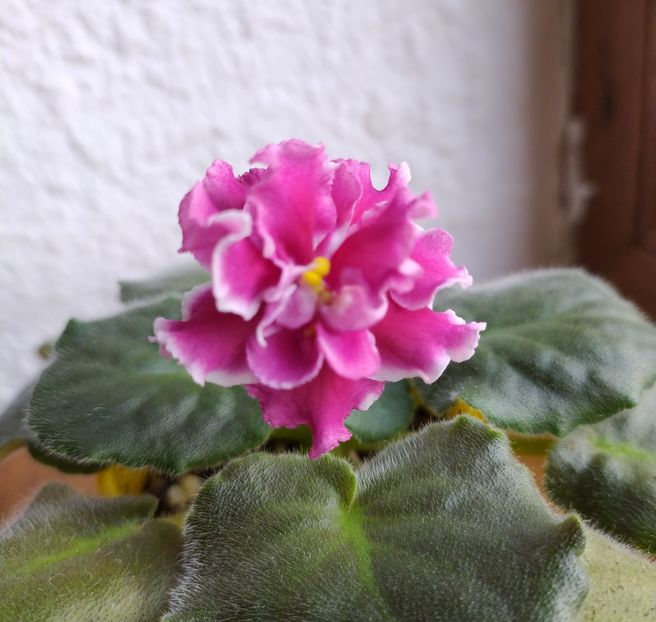 februarie 2021 - Amadeus