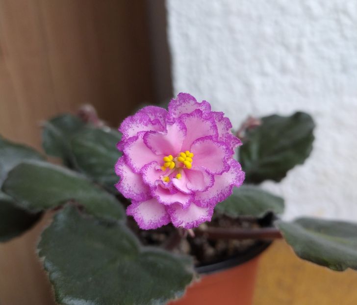 februarie 2021 - Strawberry Wave