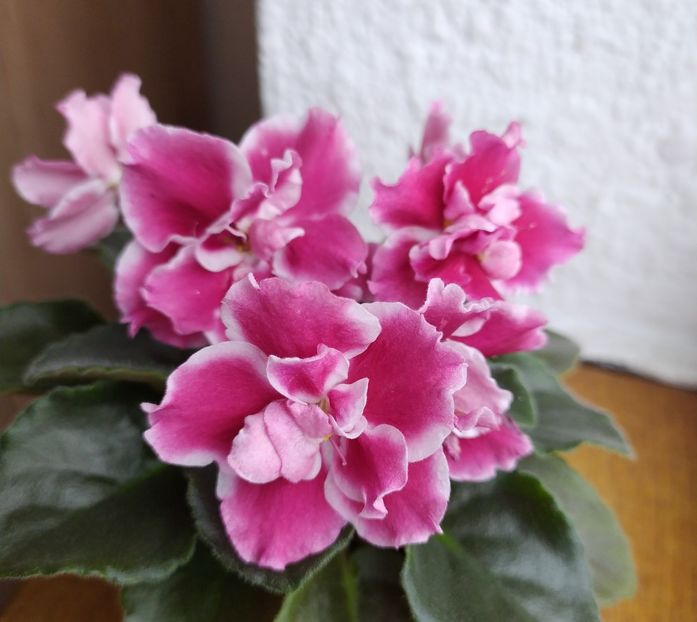 februarie 2021 - Moroznaia Vishnia