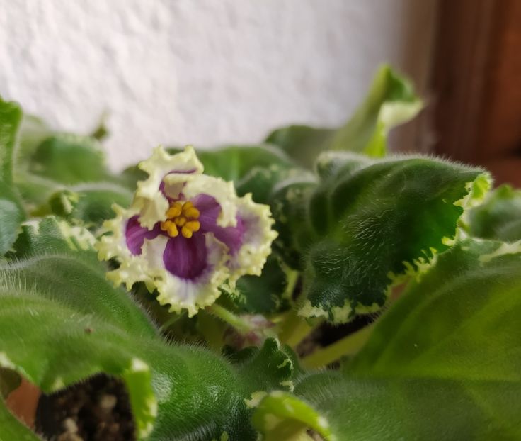 februarie 2021 - RS Don Zhuan sp