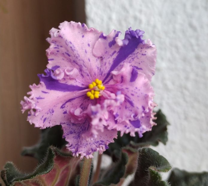 februarie 2021 - RS Zabijaka